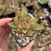 Kalanchoe Tomentosa Chocolate Soldier Plant - 2" Potted Succulent