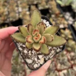 Kalanchoe Tomentosa Chocolate Soldier Plant - 2" Potted Succulent