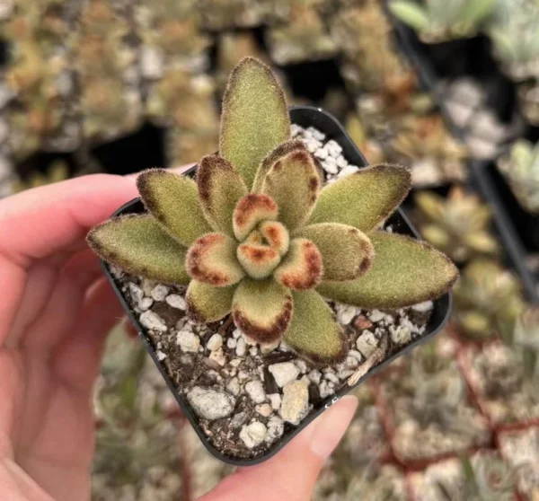 Kalanchoe Tomentosa Chocolate Soldier Plant - 2" Potted Succulent