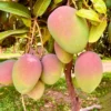 Kent Mango Tree Grafted Live Plant - 1 ft Tall - 6" Pot - Fruit Tree