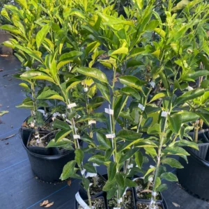 Kishu Mandarin Tree - 1 Gallon Potted Citrus Tree - Easy to Grow - Not Ship CA