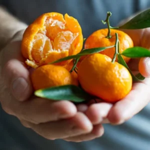 Kishu Mandarin Tree - 1 Gallon Potted Citrus Tree - Easy to Grow - Not Ship CA