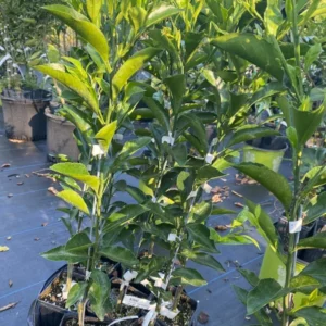 Kishu Mandarin Tree - 1 Gallon Potted Citrus Tree - Easy to Grow - Not Ship CA