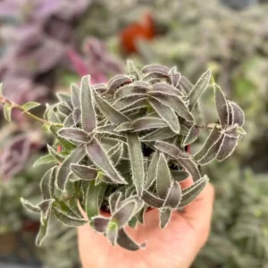 Kitten Ears Cyanotis Somaliensis Cute Succulent Live Plant 4 Inch Pot