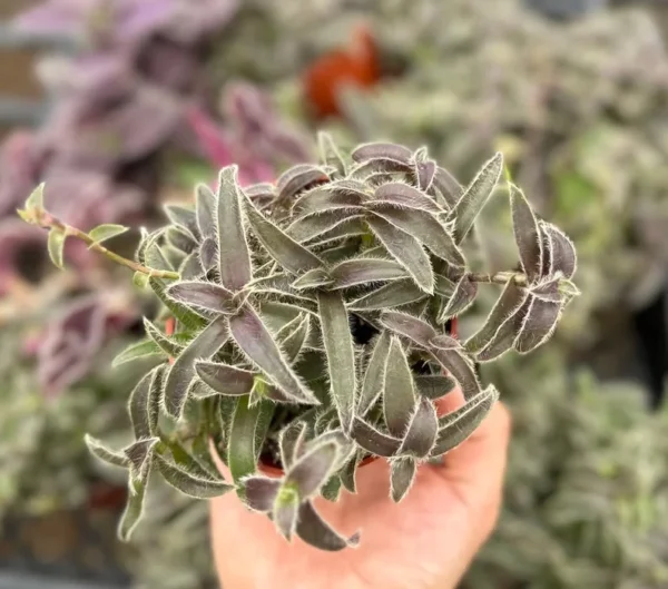 Kitten Ears Cyanotis Somaliensis Cute Succulent Live Plant 4 Inch Pot