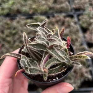 Kitten Ears Cyanotis Somaliensis Cute Succulent Live Plant 4 Inch Pot