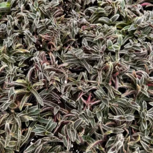 Kitten Ears Cyanotis Somaliensis Cute Succulent Live Plant 4 Inch Pot