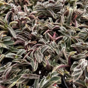 Kitten Ears Cyanotis Somaliensis Cute Succulent Live Plant 4 Inch Pot