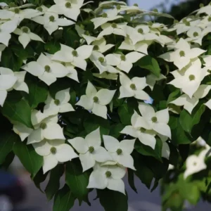 Kousa Dogwood Tree - Japanese Cornus Kousa Flowering Plant 6-12 Inch Qt Pot