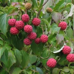 Kousa Dogwood Tree - Japanese Cornus Kousa Flowering Plant 6-12 Inch Qt Pot