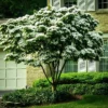 Kousa Dogwood Tree - Japanese Cornus Kousa Flowering Plant 6-12 Inch Qt Pot