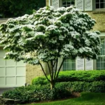 Kousa Dogwood Tree - Japanese Cornus Kousa Flowering Plant 6-12 Inch Qt Pot