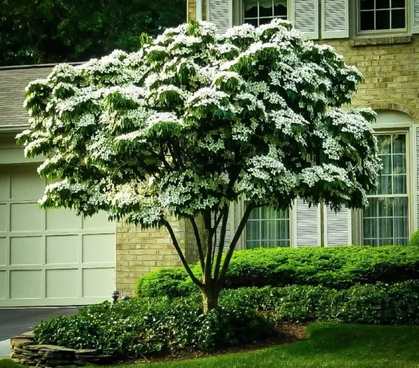 Kousa Dogwood Tree - Japanese Cornus Kousa Flowering Plant 6-12 Inch Qt Pot