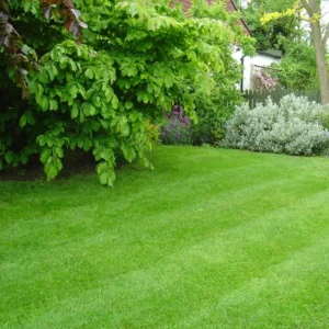 Emerald Zoysia Grass Seeds - 5000 Seeds - Premium Lawn Turf - Drought & Heat Tolerant