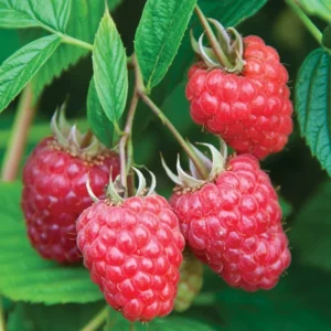 Joan J Raspberry Plant - Bare Root - Set of 5 Live Raspberry Plants