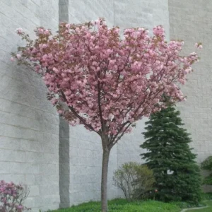 Kwanzan Flowering Cherry Plant - 2 Trees, Pink Blossoms, 6-12 Inch Tall
