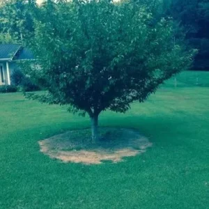 Kwanzan Flowering Cherry Plant - 2 Trees, Pink Blossoms, 6-12 Inch Tall