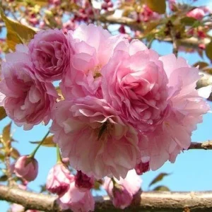 Kwanzan Flowering Cherry Tree Plant - 6-12 Inch Potted Tree