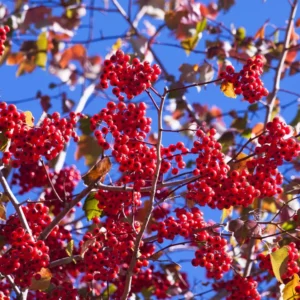 Washington Hawthorn Tree - 2-3' Tree for Sale - Fast Growing Shade Tree