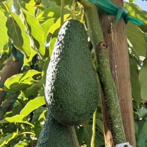 Pinkerton Avocado Tree - 1 ft Tall Grafted Tree Sapling