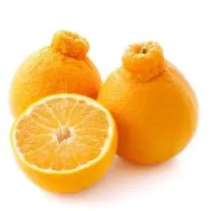 Shiranui Mandarin Tree - 1 Gallon Potted Citrus Tree - Easy-Care - Juicy Fruit - Not Ship CA