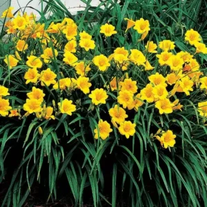 Stella De Oro Daylily Fans - 5 Root Systems - Golden Blooms