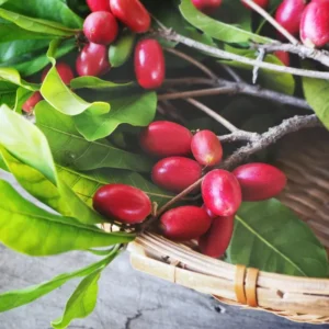 Miracle Berry Fruit Tree - 2 ft Tall Plant - Shipped in 3 Gal Pot