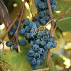 Grape Vine Collection: Concord, Catawba, Niagara - Bare Root Live Plant - Preorder April Shipping