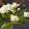 Lady Banks Climbing Rose - White Flowers - 2ft Plant in 6in Pot