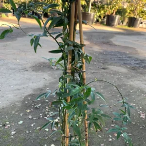 Lady Banks Climbing Rose - White Flowers - 2ft Plant in 6in Pot