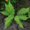 Lady Fern Rhizomes - 5 Bare Root Athyrium Filix-Femina Ferns