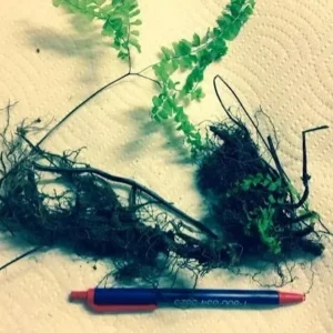 Lady Fern Rhizomes - 5 Bare Root Athyrium Filix-Femina Ferns