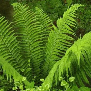 Lady Fern Rhizomes - 5 Bare Root Athyrium Filix-Femina Ferns