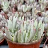 Lady Fingers Plant Cotyledon Orbiculata Oophyla - 4 inch Live Plant