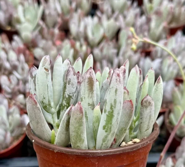Lady Fingers Plant Cotyledon Orbiculata Oophyla - 4 inch Live Plant