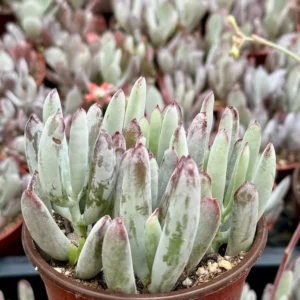 Lady Fingers Plant Cotyledon Orbiculata Oophyla - 4 inch Live Plant