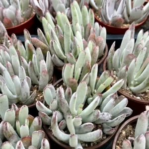 Lady Fingers Plant Cotyledon Orbiculata Oophyla - 4 inch Live Plant