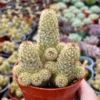 Ladyfinger Cactus Mammillaria Elongata Cluster 4in Potted Plant