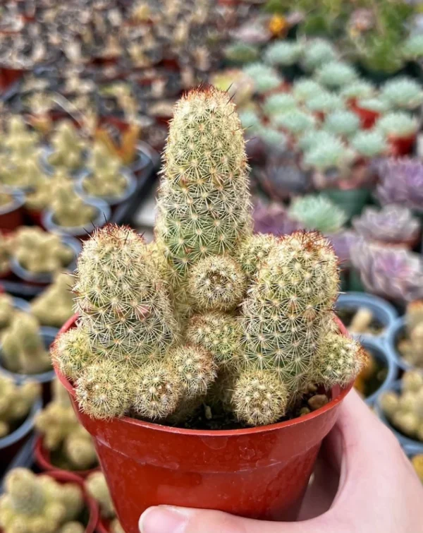 Ladyfinger Cactus Mammillaria Elongata Cluster 4in Potted Plant