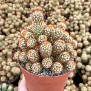 Ladyfinger Cactus Mammillaria Elongata Cluster 4in Potted Plant