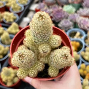 Ladyfinger Cactus Mammillaria Elongata Cluster 4in Potted Plant