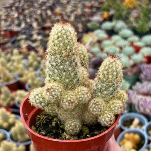 Ladyfinger Cactus Mammillaria Elongata Cluster 4in Potted Plant