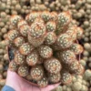 Ladyfinger Cactus Mammillaria Elongata Cluster 4in Potted Plant