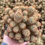 Ladyfinger Cactus Mammillaria Elongata Cluster 4in Potted Plant