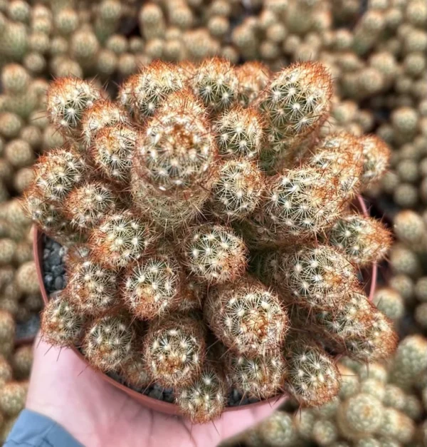 Ladyfinger Cactus Mammillaria Elongata Cluster 4in Potted Plant