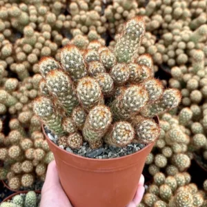 Ladyfinger Cactus Mammillaria Elongata Cluster 4in Potted Plant