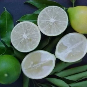 Lakeland Limequat Tree - Grafted Citrus Tree - 2 Feet Tall - Juicy Fruit Plant