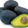 Lamb Hass Avocado Tree - 1 Feet Tall Grafted Plant
