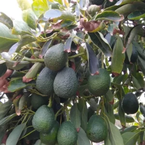 Lamb Hass Avocado Tree - 1 Feet Tall Grafted Plant