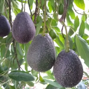 Lamb Hass Avocado Tree - 1 Feet Tall Grafted Plant